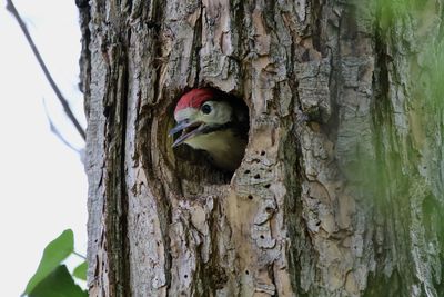 Close-up of young woodpecker perching on tree trunk