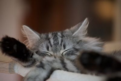 Close-up of cat relaxing