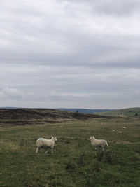 Sheep in a field