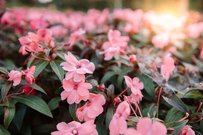 Pink flowers growing outdoors