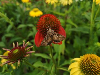 Close-up of butterfly pollinating on red flower