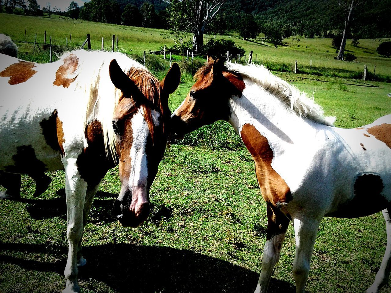 domestic animals, grass, livestock, animal themes, field, mammal, fence, sunlight, horse, day, outdoors, grassy, nature, standing, no people, two animals, herbivorous, green color, grazing, domestic cattle