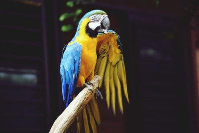 Close-up of a bird perching on wood