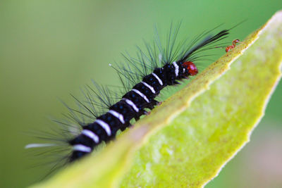 Close-up of insect on plant