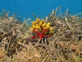 Close-up of yellow cactus flower growing on field