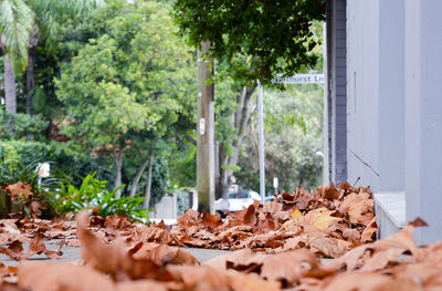 Close-up of dry autumn leaves