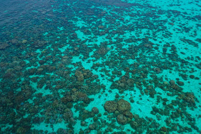 High angle view of coral in sea