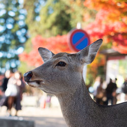 Close-up of deer