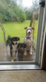 Dog seen through wet window