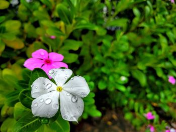 Close-up of purple flowers