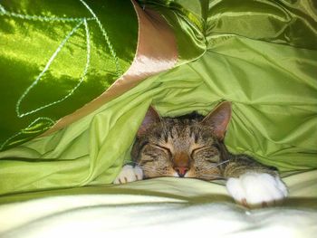 Close-up of cat sleeping on bed