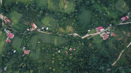 High angle view of trees growing on field