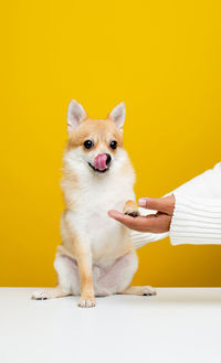 Low section of person sitting on table against yellow background