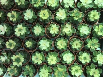 Full frame shot of potted plants