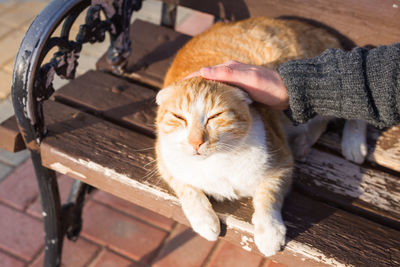 High angle view of cat relaxing on bench