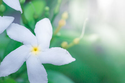 Close-up of white flowering plant