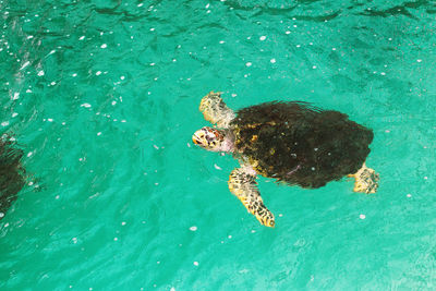 High angle view of turtle swimming in sea