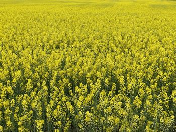 Scenic view of oilseed rape field