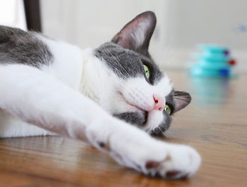 Close-up of cat resting on table at home