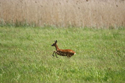 Side view of deer running on grassy field
