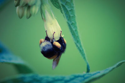 Close-up of insect