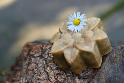 Close-up of white flower on wood