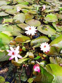 High angle view of pink flowering plant floating on water