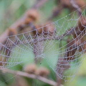 Close-up of spider web