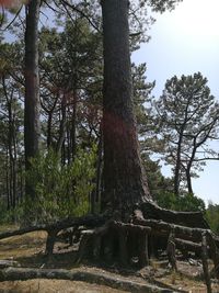 Trees in forest