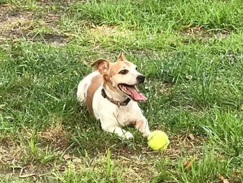 Dog sitting on field