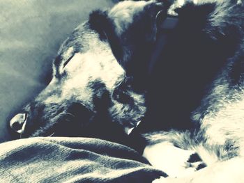 Close-up of dog sleeping on bed