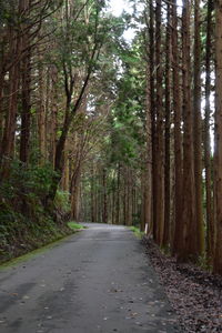 Trees in forest