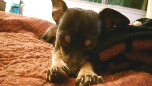 Close-up of dog resting