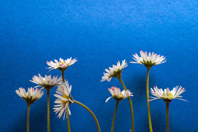 Close-up of flowering plants against blue sky