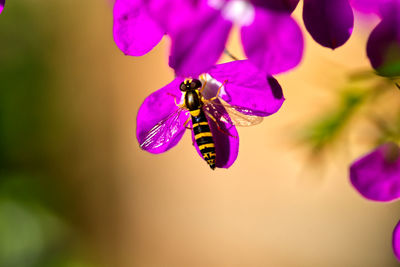 Close-up of bee on purple flower