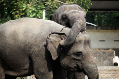 Close-up of elephant