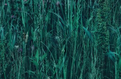 Full frame shot of green plants