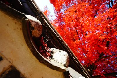 Close-up view of red mirror