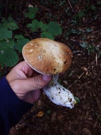 Close-up of mushroom growing on field