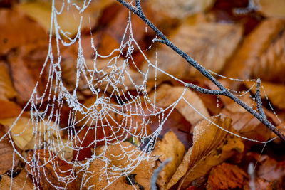 Close-up of spider web on dry plant
