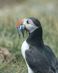 Close up of a bird