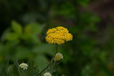 Close-up of yellow flowering plant