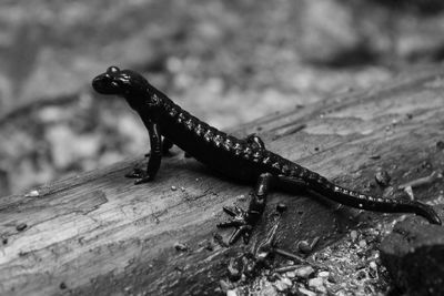Close-up of lizard