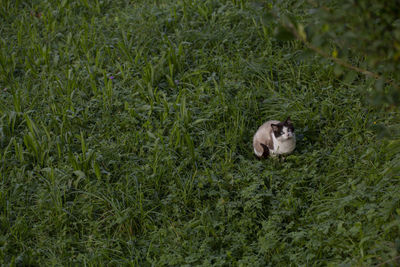 View of a dog on field