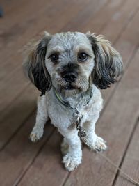 High angle portrait of puppy on floor