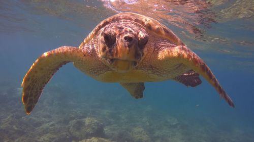 Close-up of turtle swimming in sea