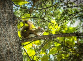 Low angle view of monkey on tree in forest
