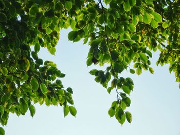 Low angle view of tree against sky