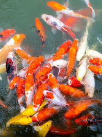 High angle view of koi carps swimming in lake