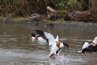 View of birds swimming in lake